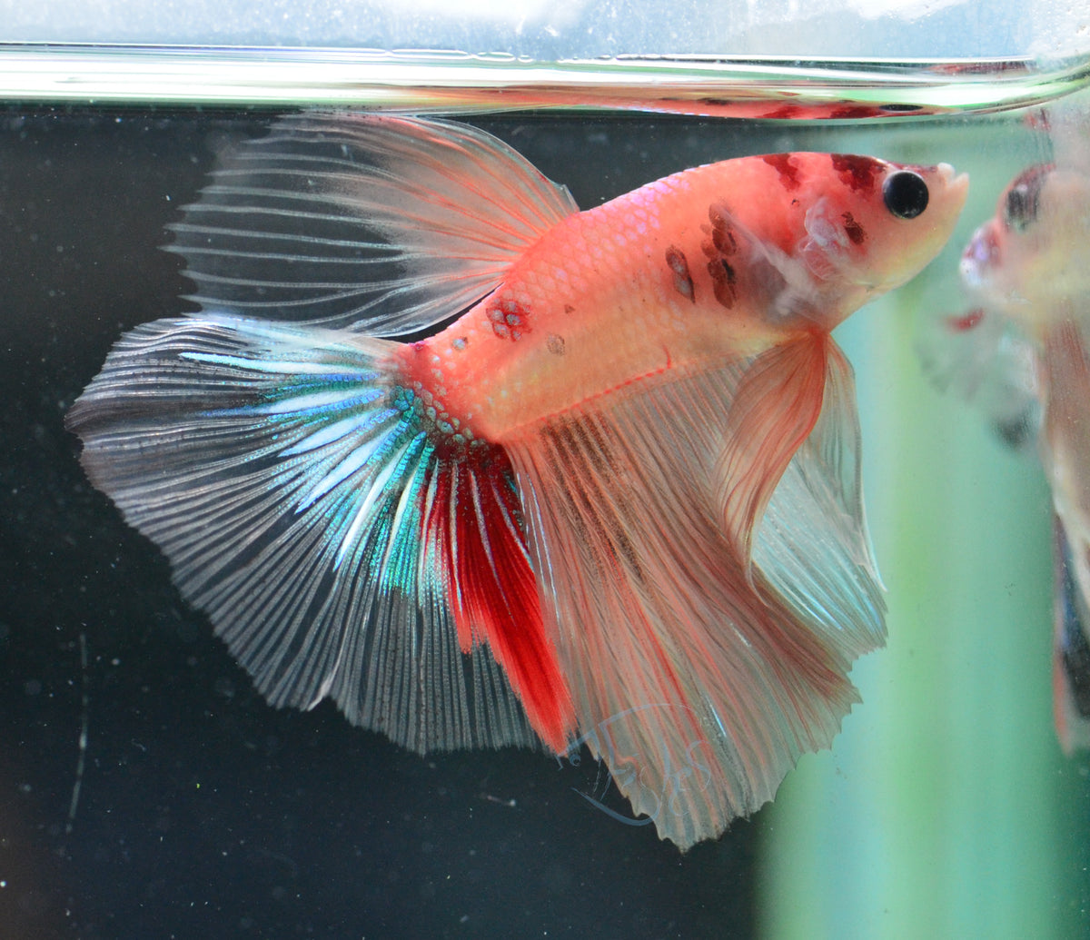 Nemo Delta-tail Male
