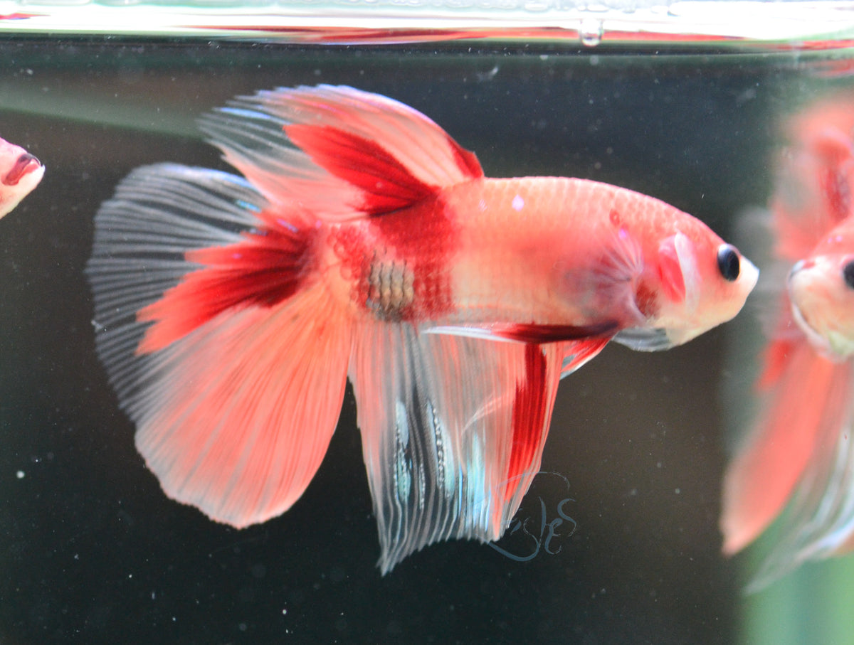 Nemo Delta-tail Male