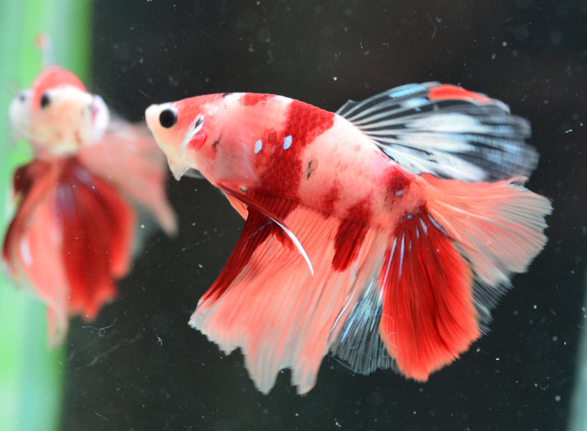 Nemo Delta-tail Male