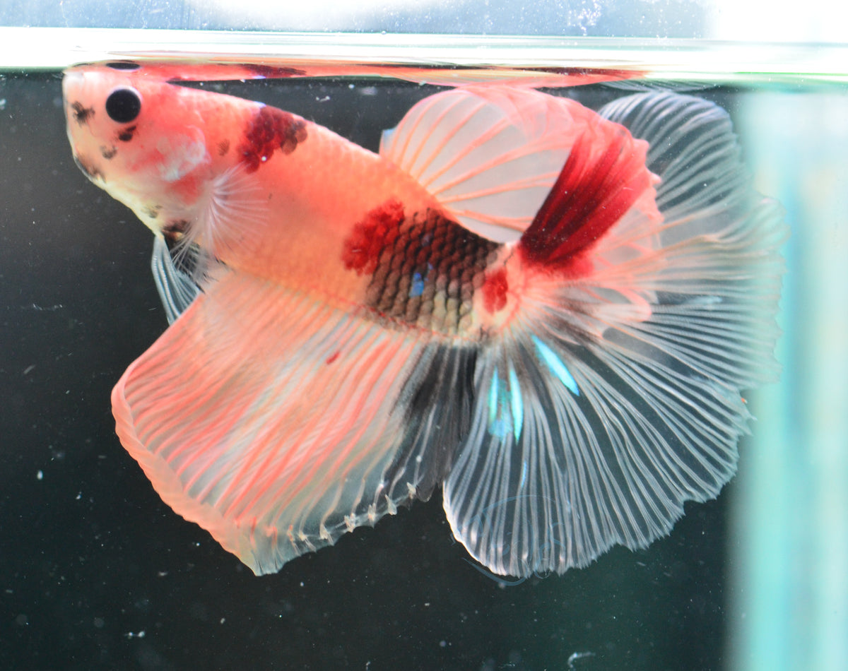 Nemo Delta-tail Male