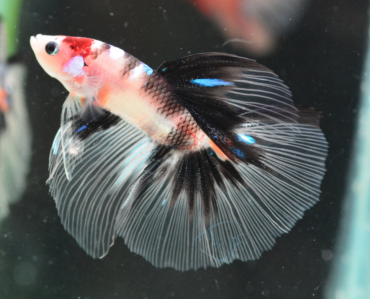 Koi Delta-tail Male