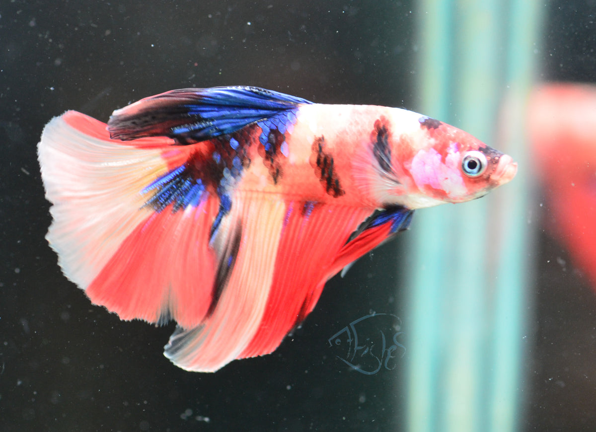 Nemo Delta-tail Male
