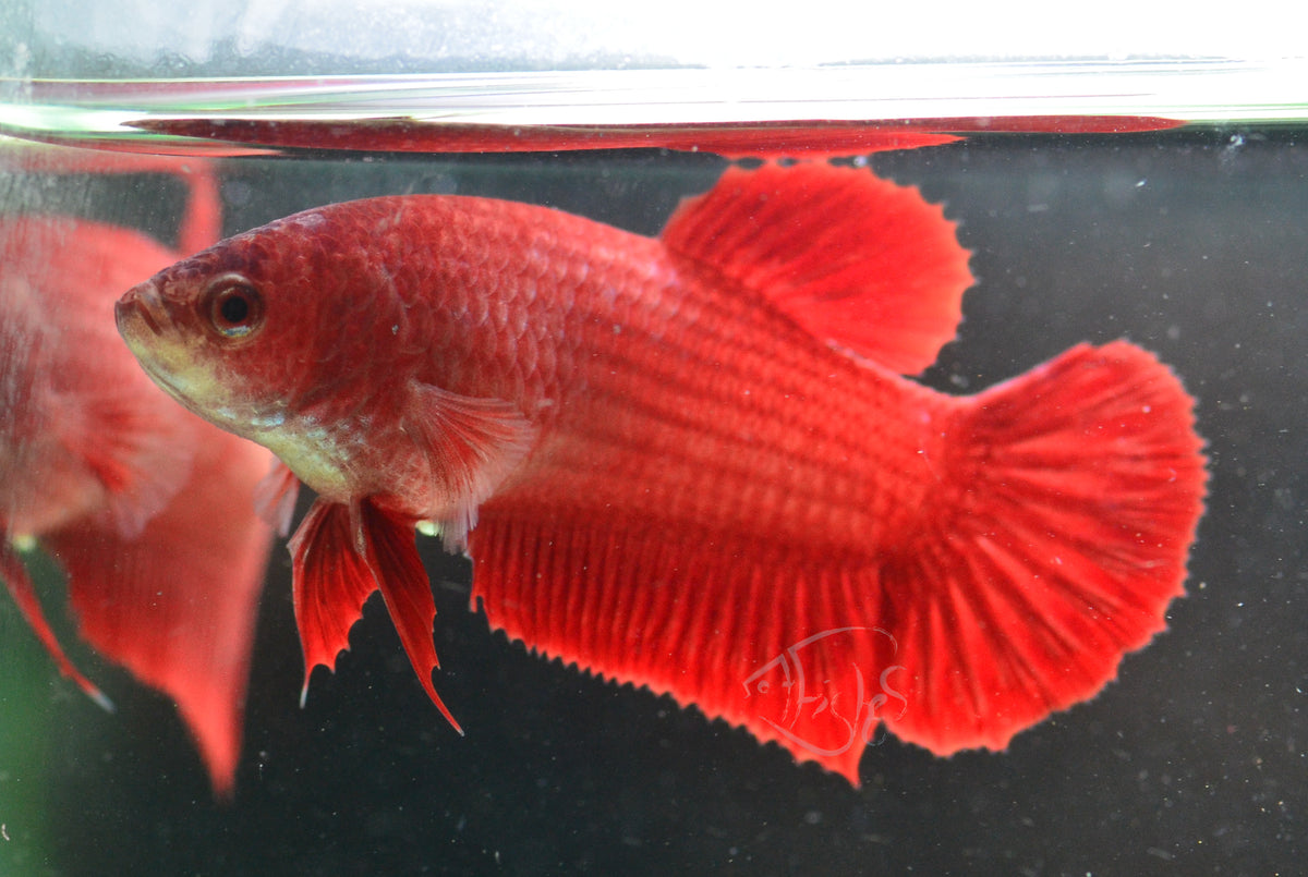 Red HMPK Female