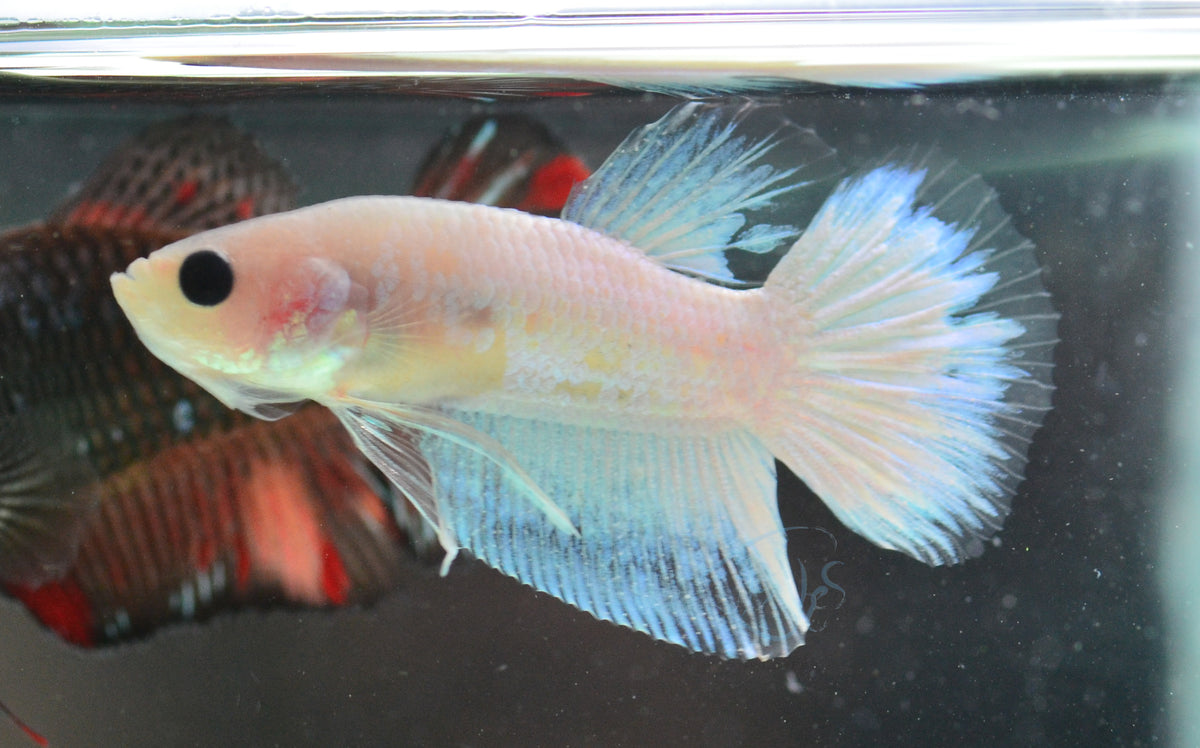 Opal Plakat Male