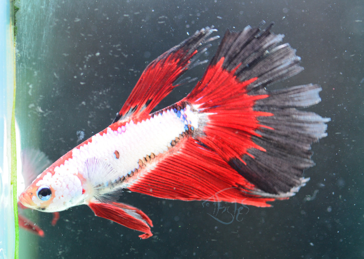 Dragonscale Fancy Delta-tail Male