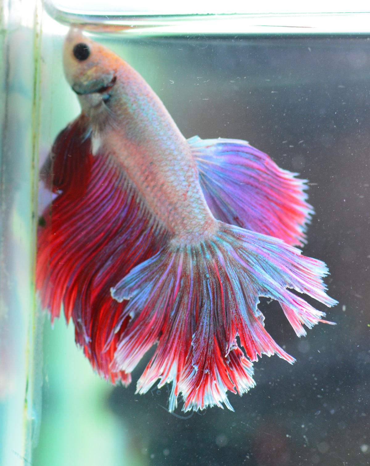 Lavender Halfmoon Male