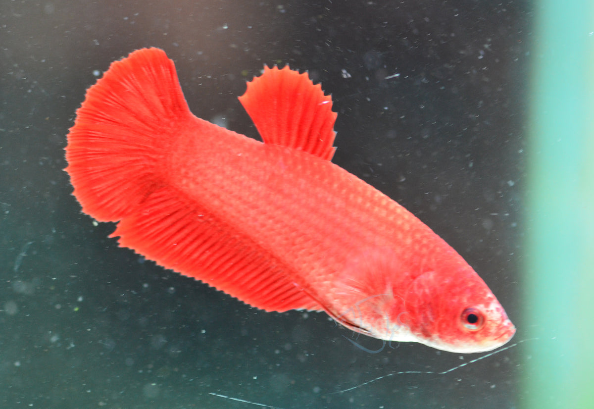 Red HMPK Female