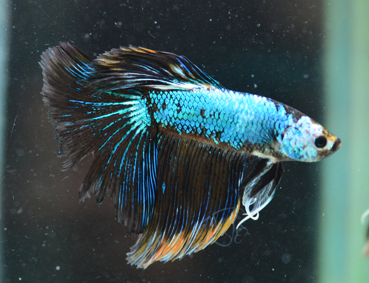 Turquoise Dragonscale Halfmoon Male