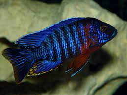 Red Neck Peacock Cichlid