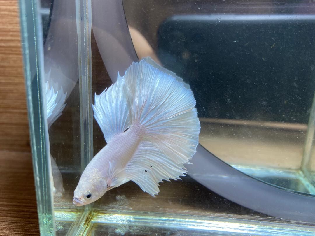 Assorted Platinum Halfmoon Male