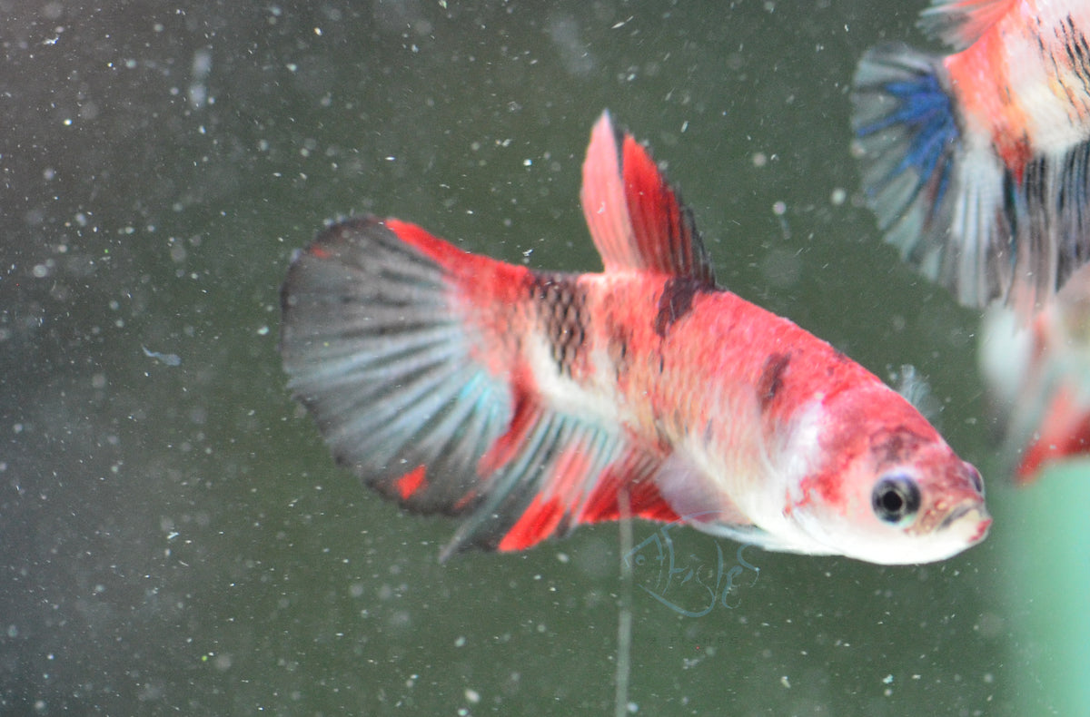 Red Koi Delta-tail Female