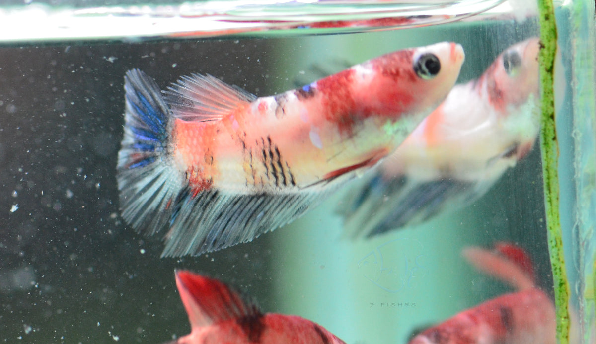 Red Koi Delta-tail Female