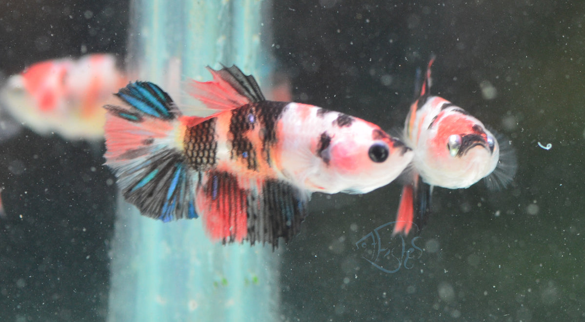 Koi Delta-tail Female