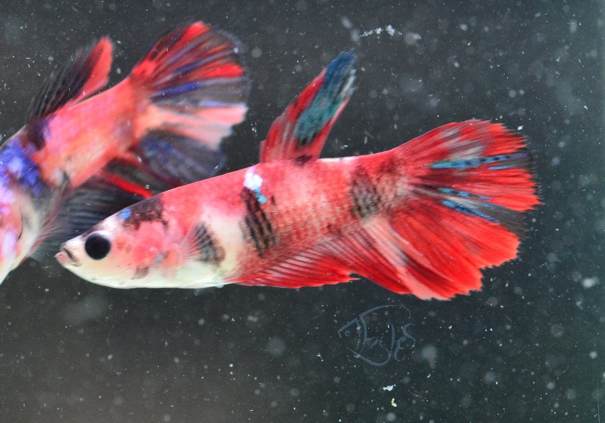 Red Koi Delta-tail Female