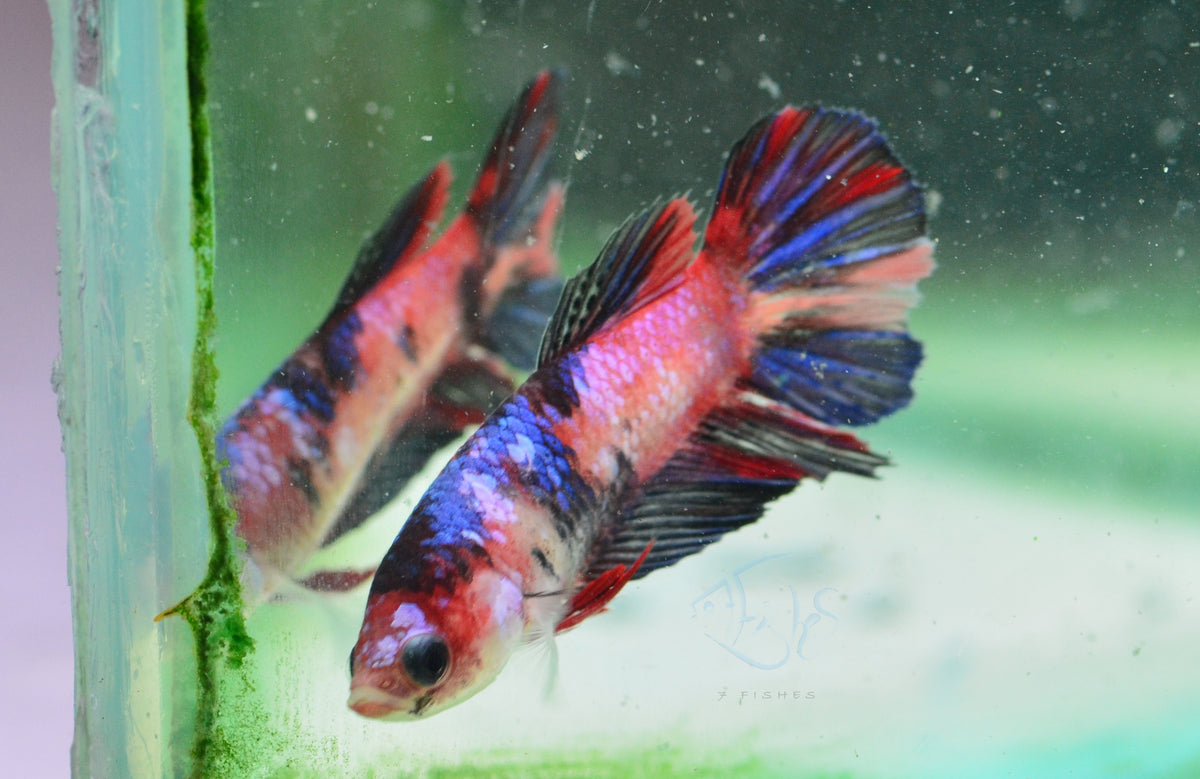Red Galaxy Delta-tail Female