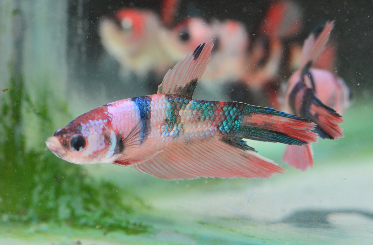Multicolour Delta-tail Female