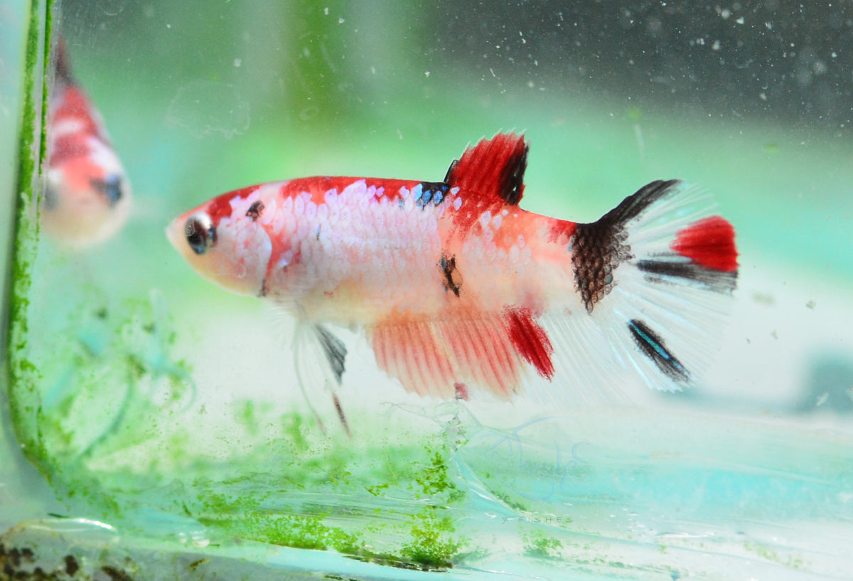 Koi Delta-tail Female