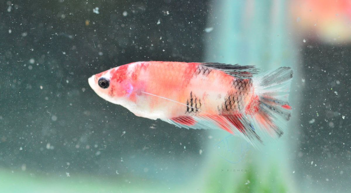 Koi Delta-tail Female