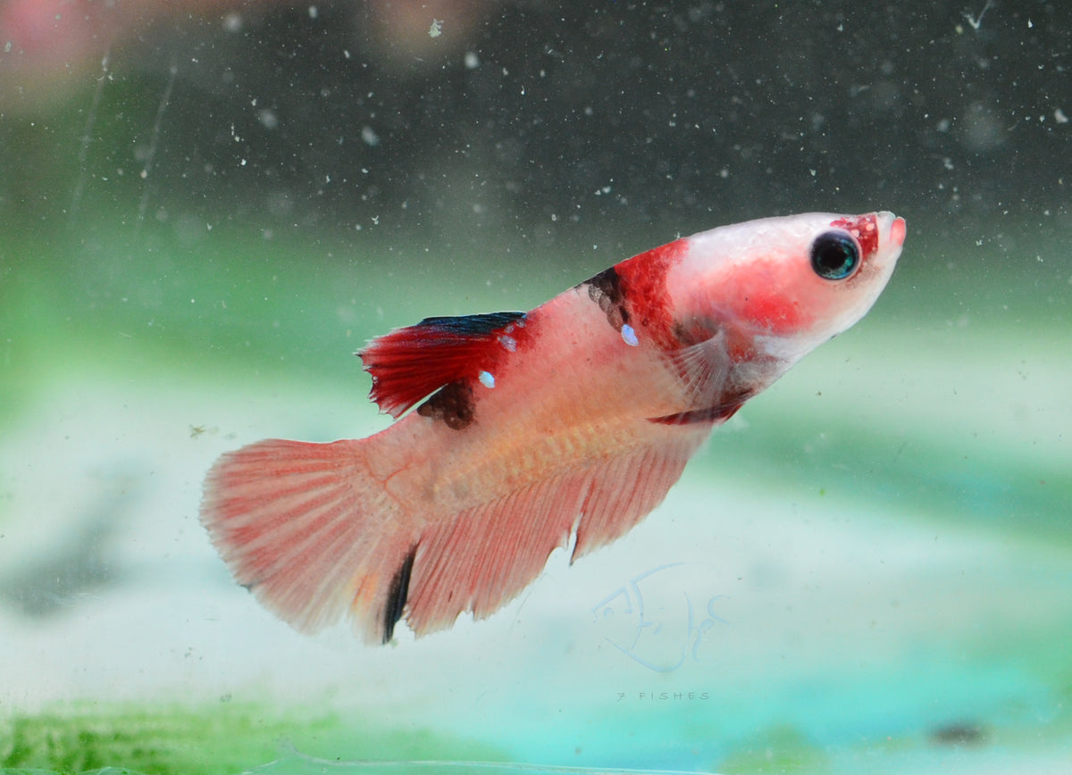 Nemo Delta-tail Female