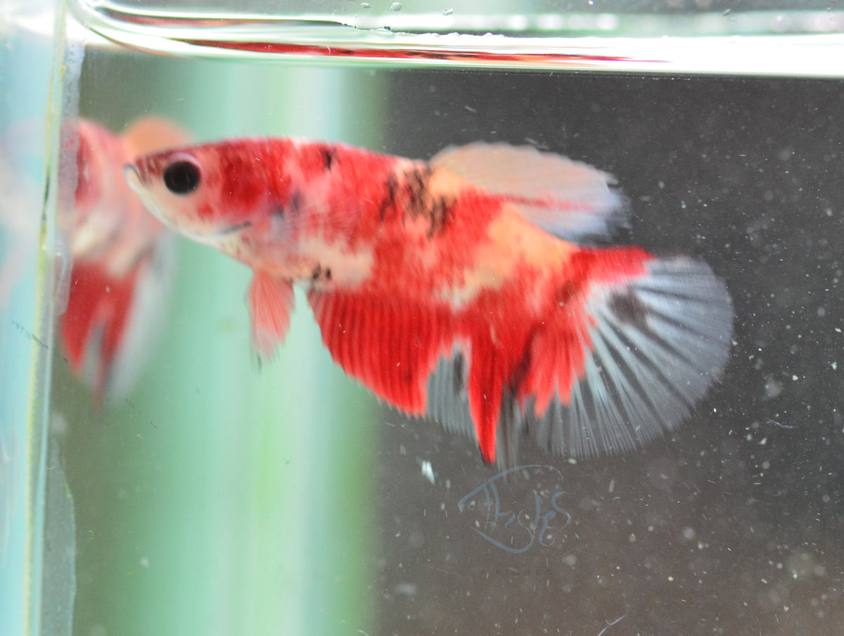 Nemo Delta-tail Female