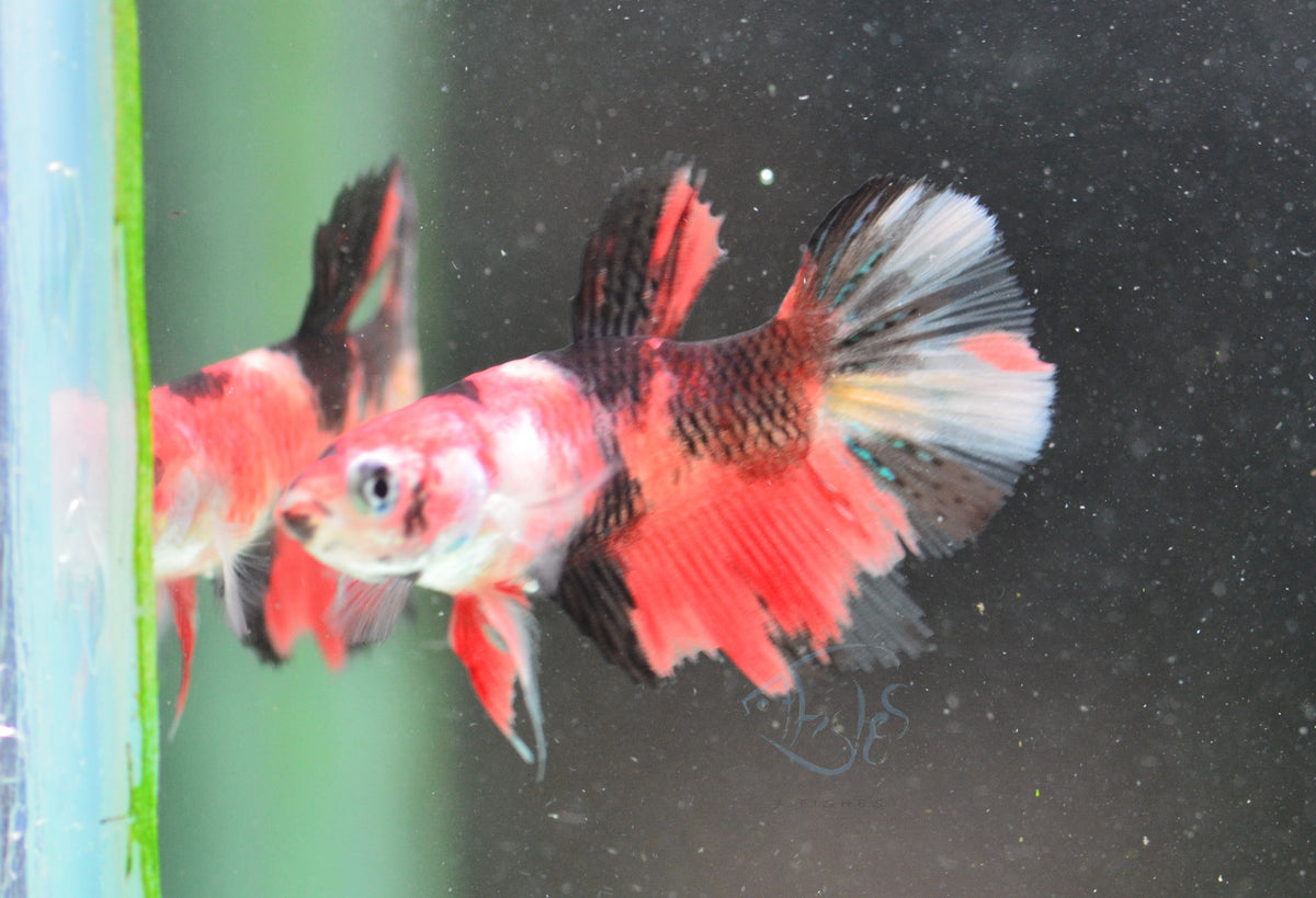 Red Koi Delta-tail Female