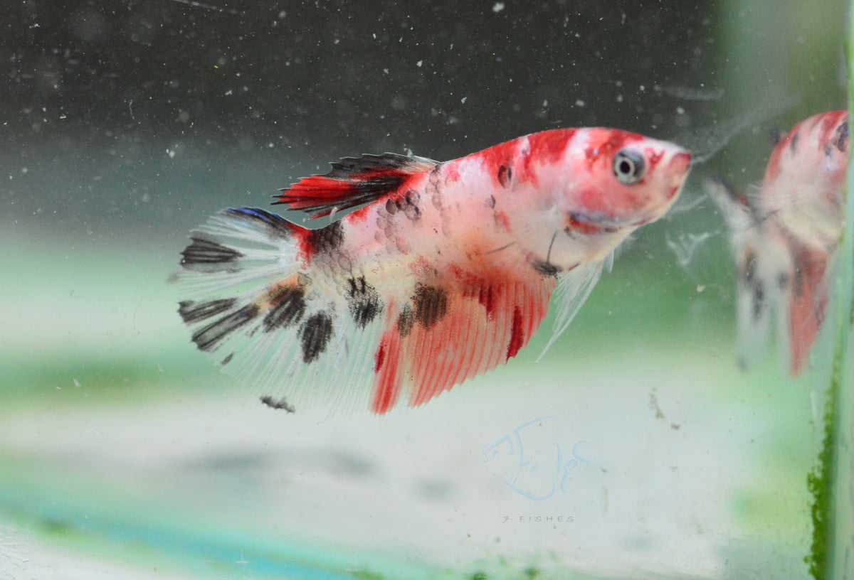 Koi Delta-tail Female