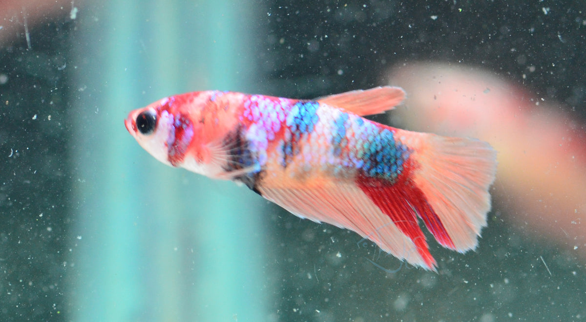Nemo Delta-tail Female