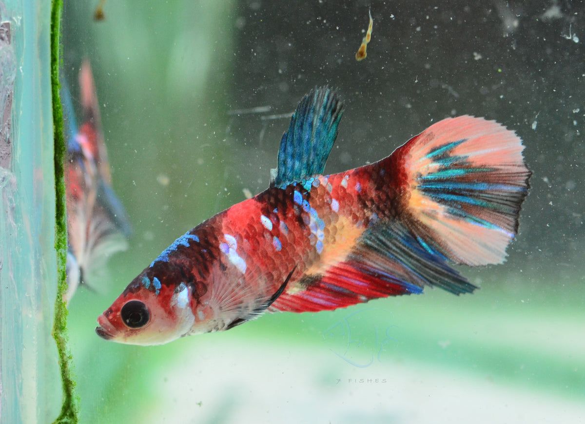 Nemo Delta-tail Female