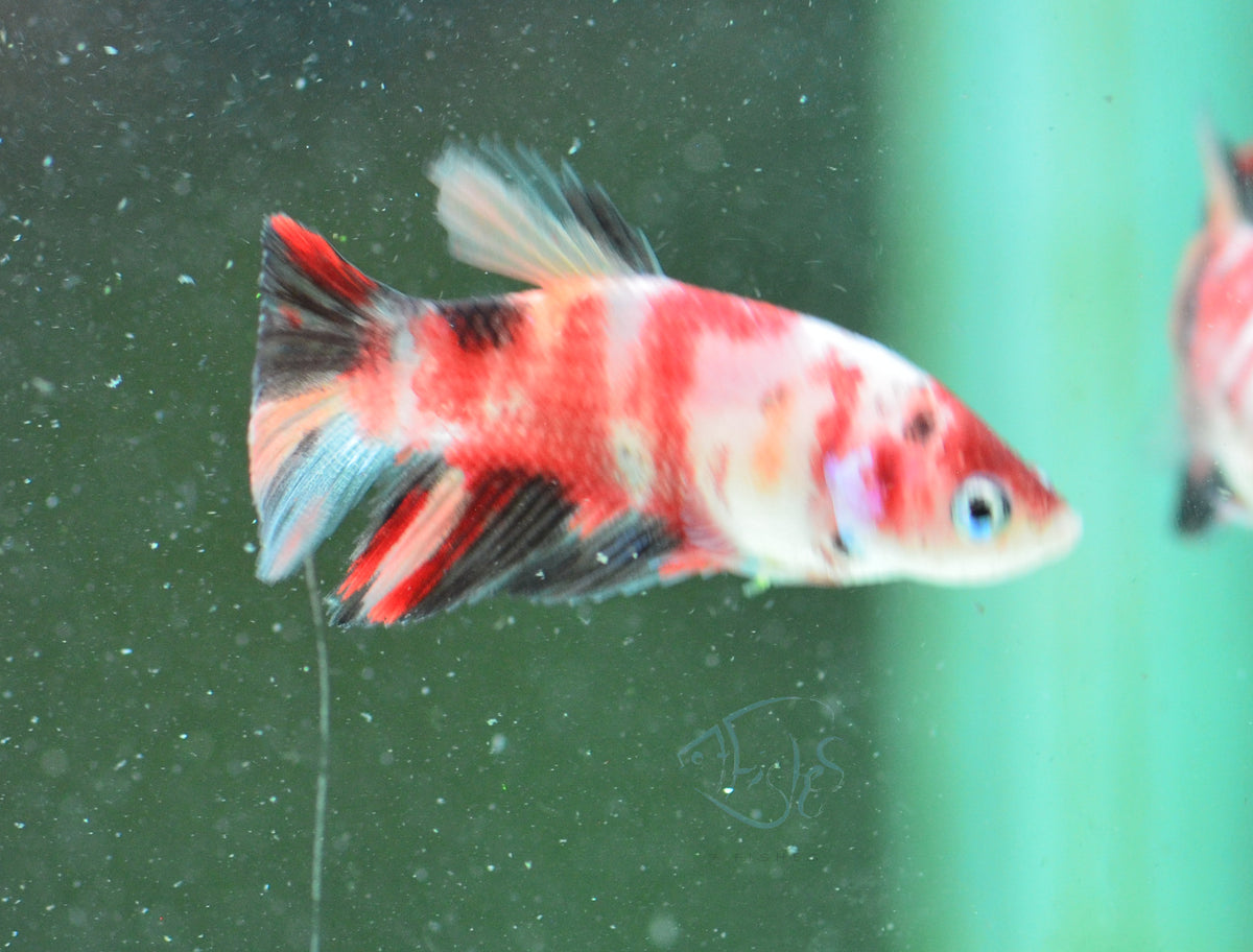 Nemo Delta-tail Female