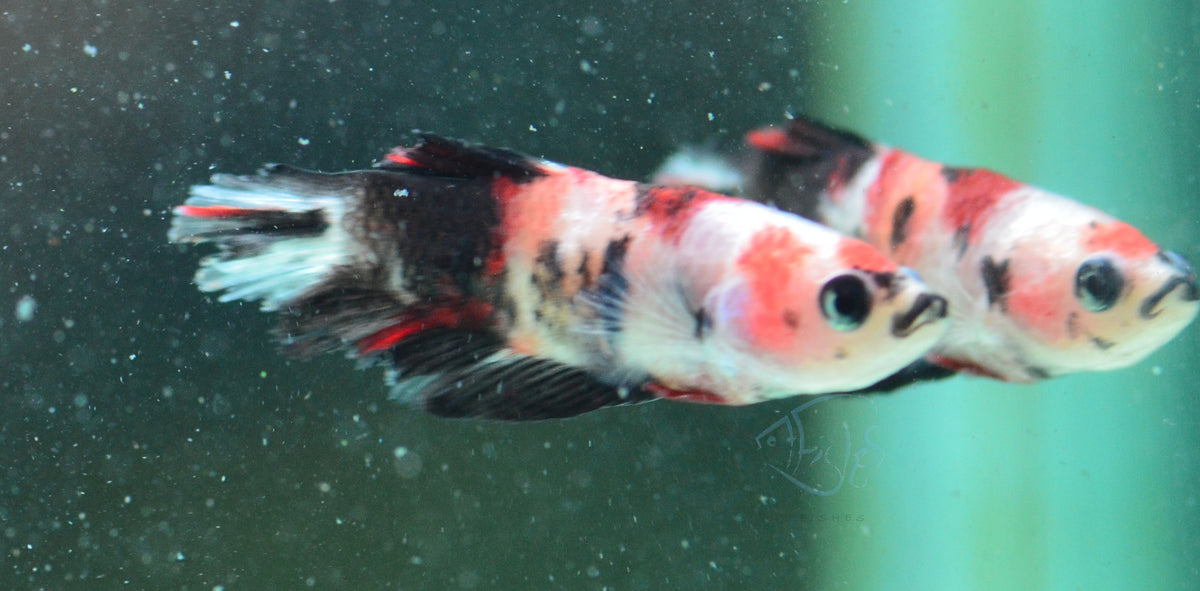 Koi Delta-tail Female
