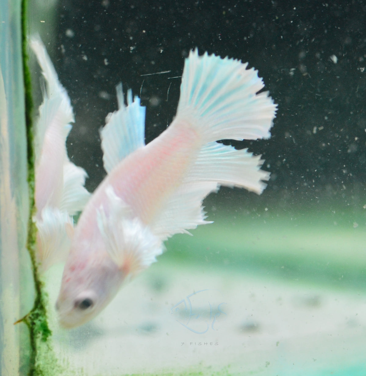 Pastel White Dumbo Delta-tail Female