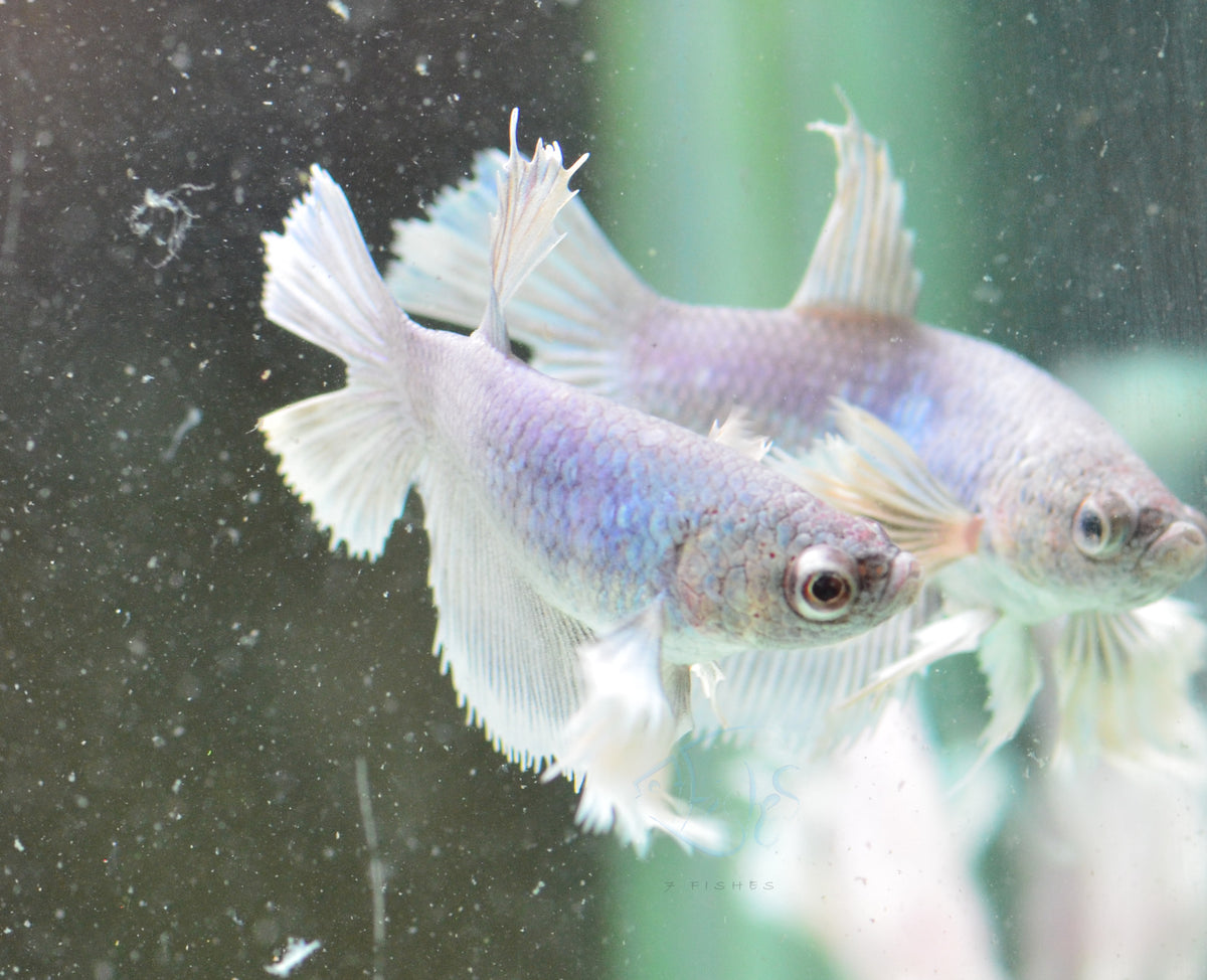 Pastel Dumbo Delta-tail Female