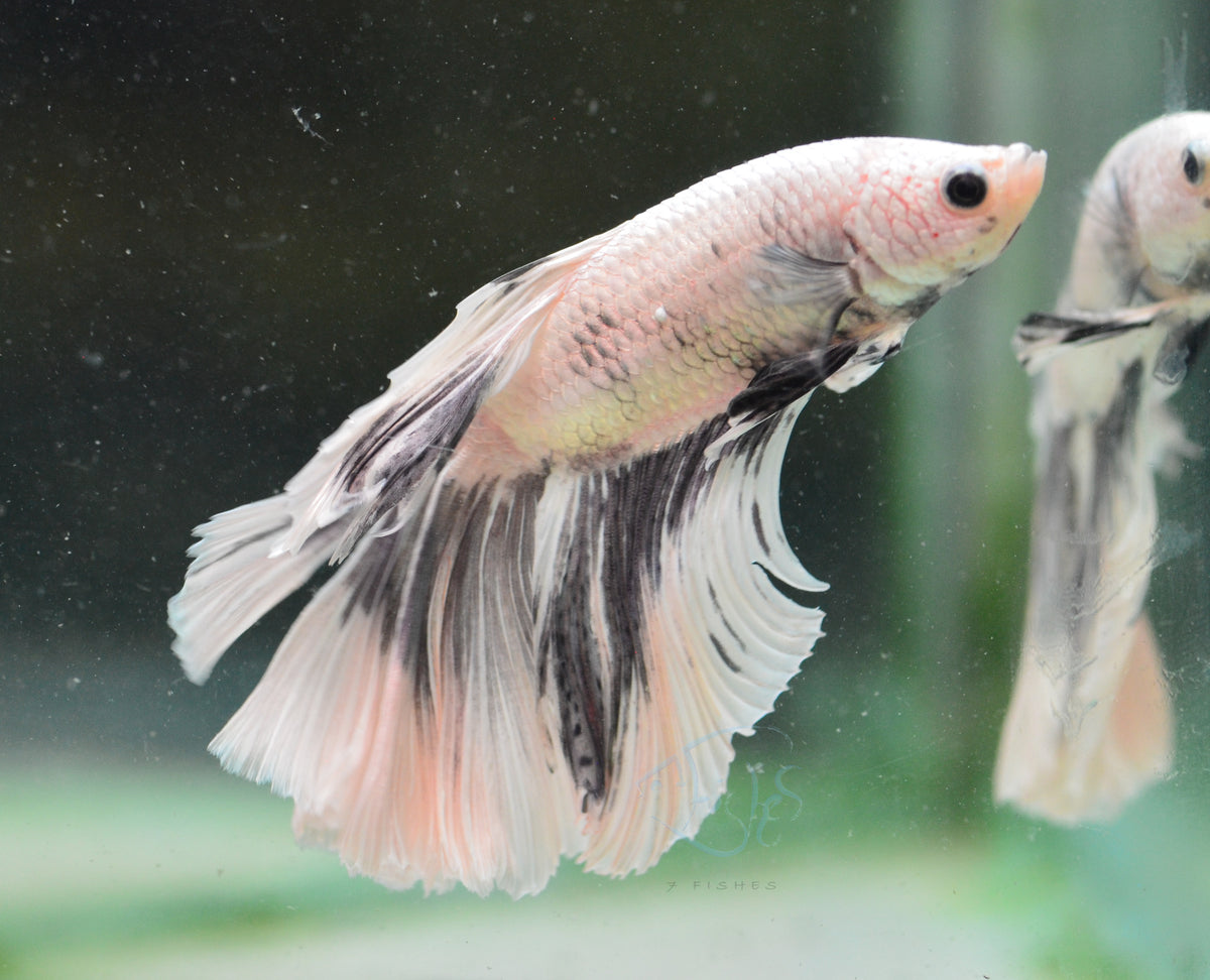 Copper Platinum Halfmoon Male