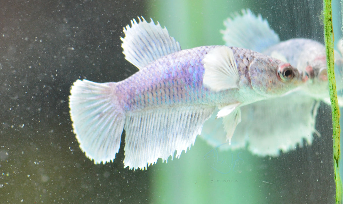 Pastel Dumbo Delta-tail Female
