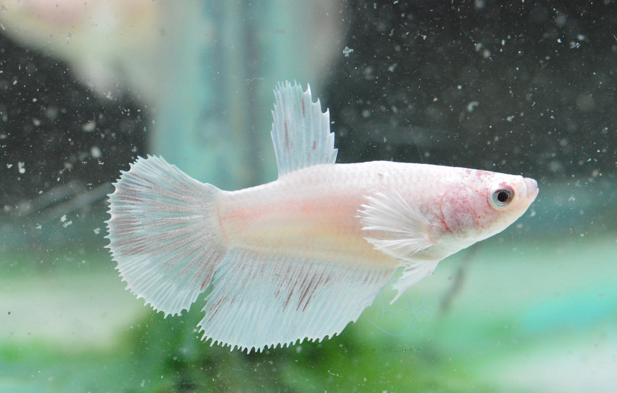 Pastel Dumbo Delta-tail Female