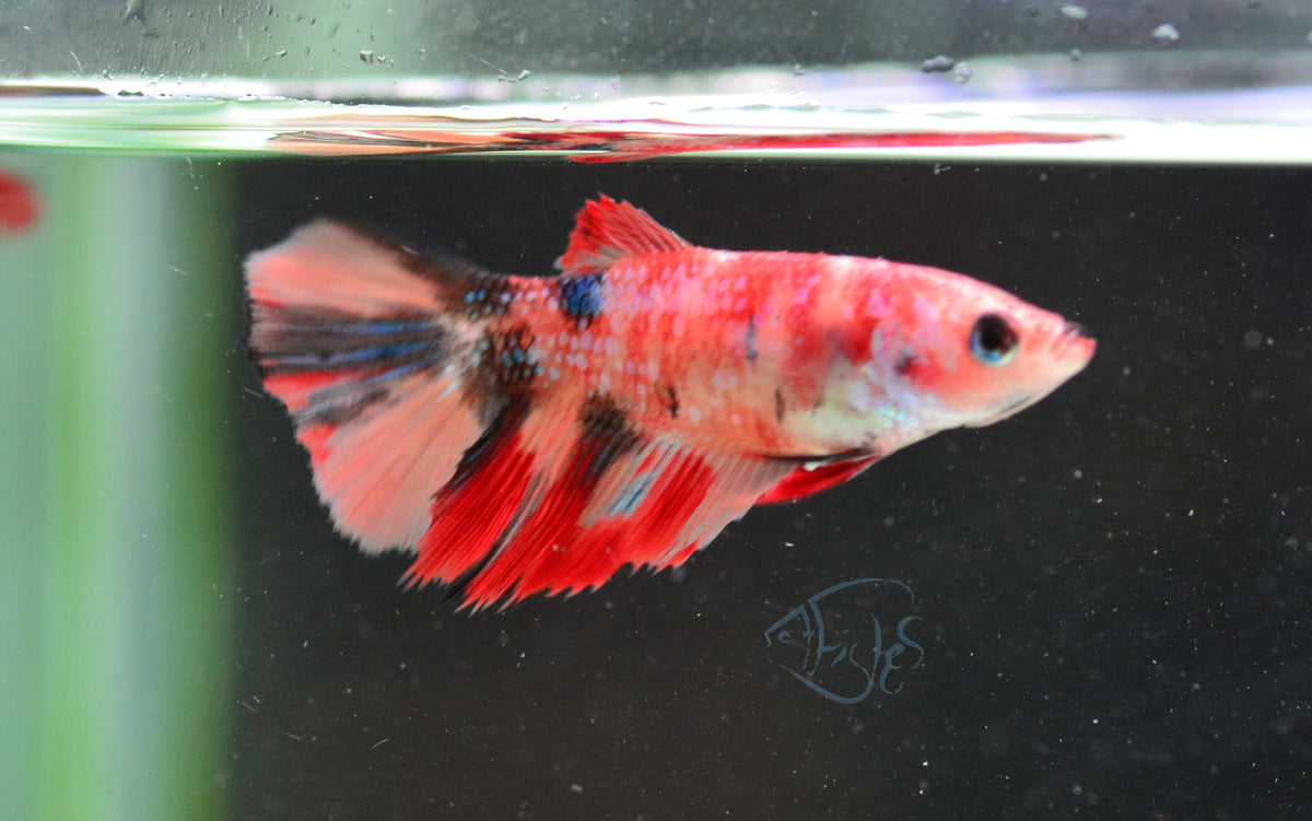 Nemo Delta-tail Female