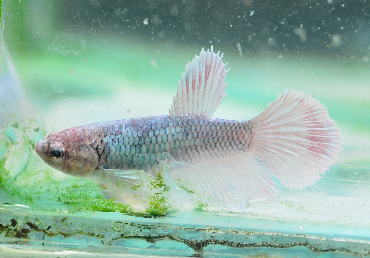 Pastel Dumbo Delta-tail Female