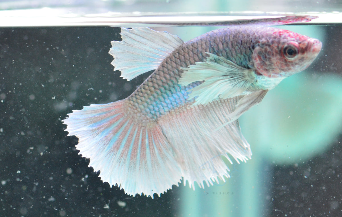 Pastel Dumbo Delta-tail Female