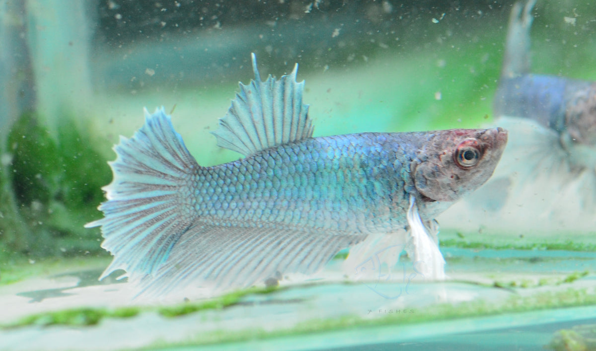 Pastel Dumbo Delta-tail Female