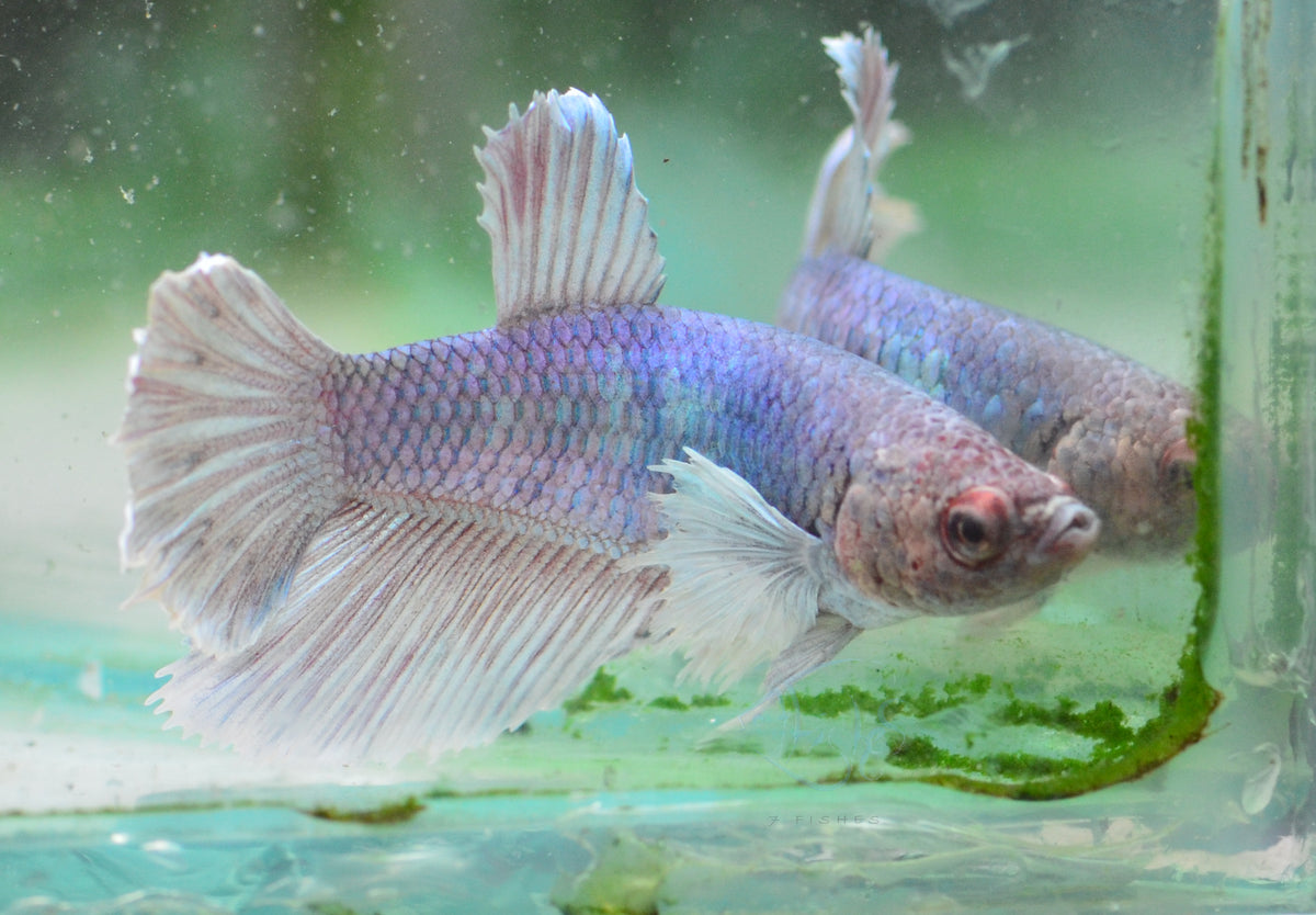 Pastel Dumbo Delta-tail Female