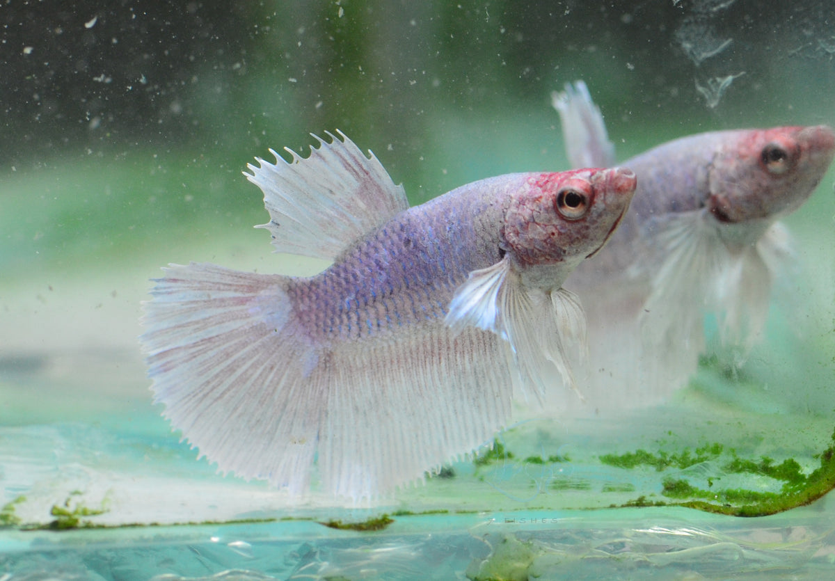 Pastel Dumbo Delta-tail Female