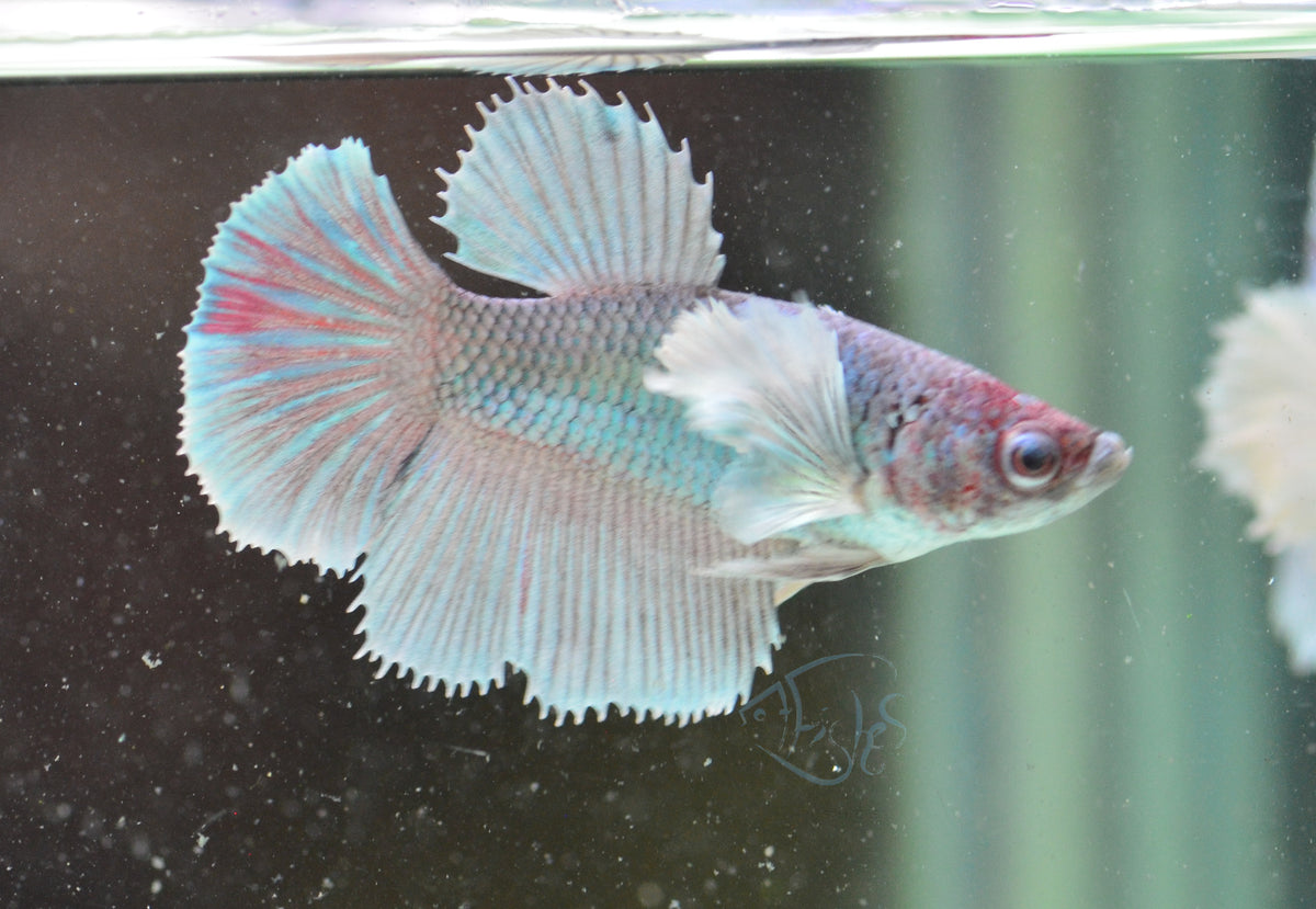 Pastel Dumbo Delta-tail Female