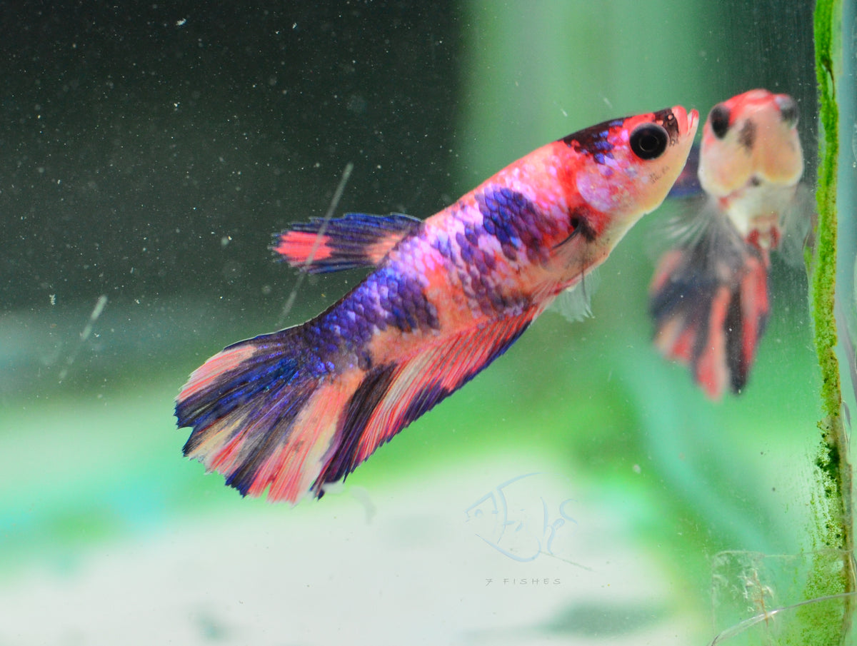Multicolour Delta-tail Female
