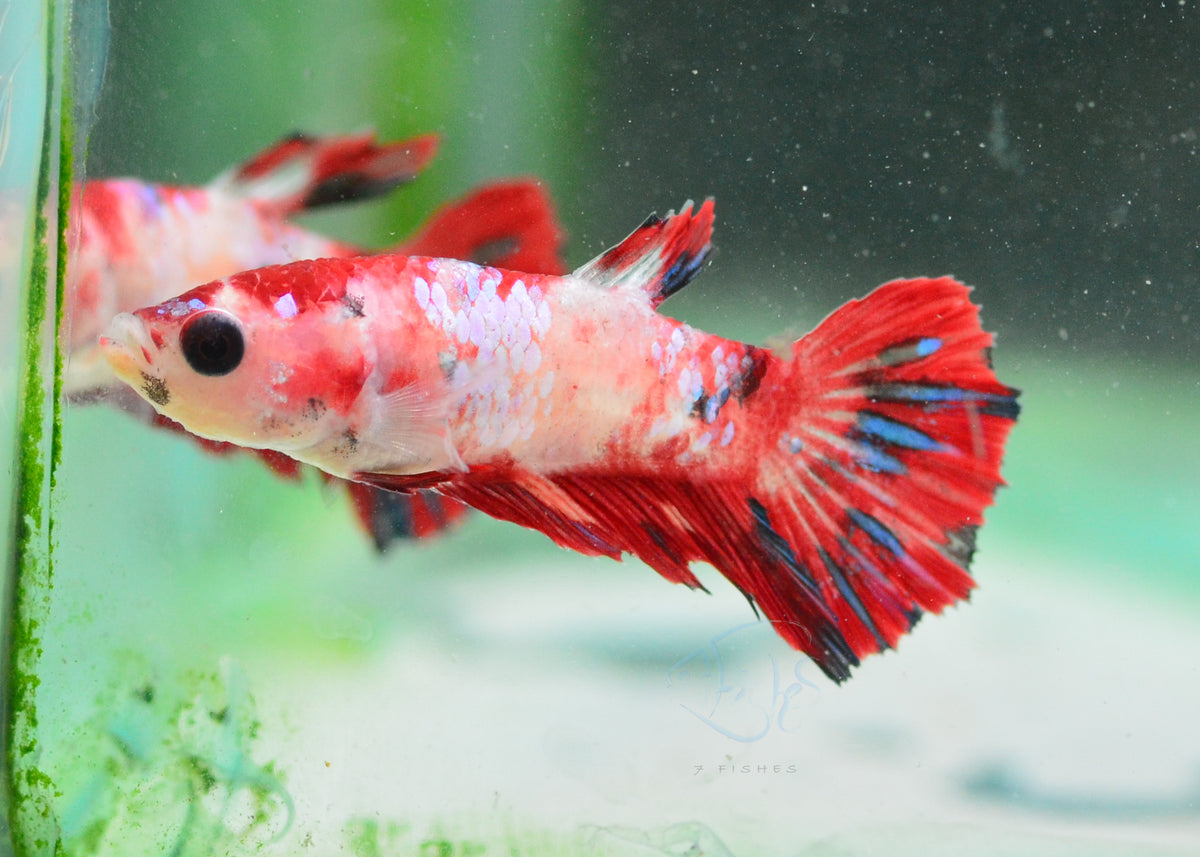 Red Koi Delta-tail Female