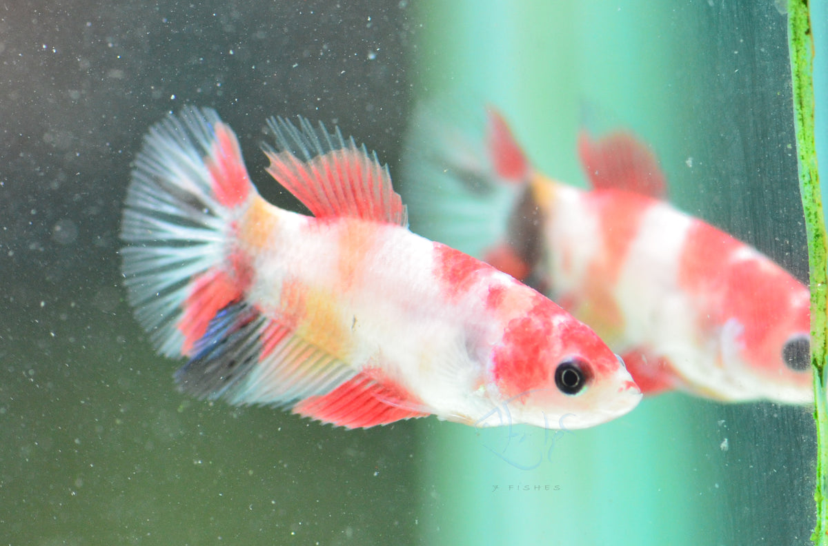 Koi Delta-tail Female