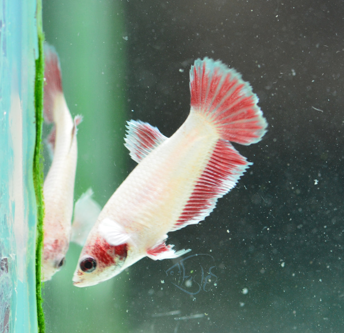 Pastel Red Dumbo HMPK Female