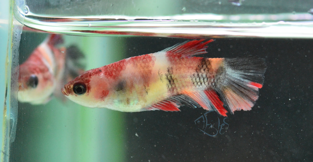 Nemo Delta-tail Female