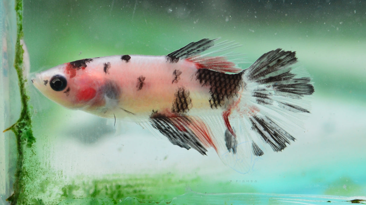 Koi Delta-tail Female