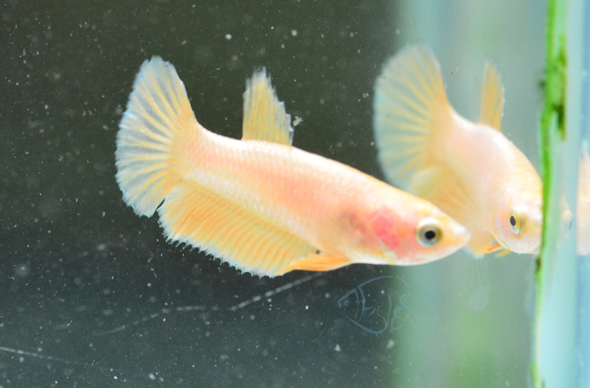 Gold Plakat Female