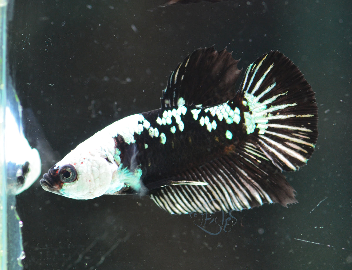 Black Mamba HMPK Male